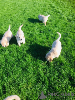 Photo №3. Tested Golden Retriever Puppies for Sale. United Kingdom