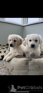Photo №2 to announcement № 132826 for the sale of golden retriever - buy in Germany private announcement