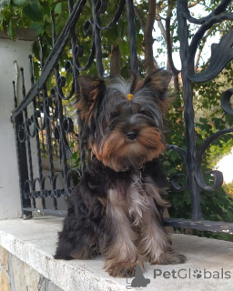 Photo №4. I will sell yorkshire terrier in the city of Balykesir. breeder - price - 400$