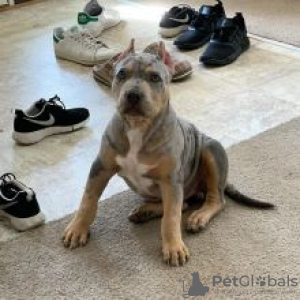 Photo №1. american pit bull terrier - for sale in the city of Jordbro | negotiated | Announcement № 56105