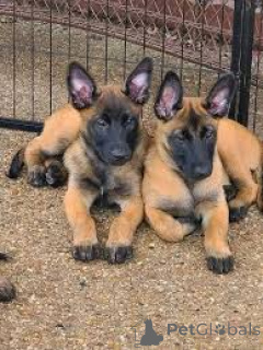 Photo №2 to announcement № 166727 for the sale of belgian shepherd - buy in France private announcement, breeder