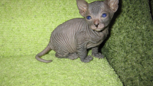 Photo №1. sphynx cat - for sale in the city of Lyon | 1669$ | Announcement № 502