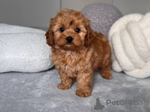 Photo №2 to announcement № 164100 for the sale of poodle (toy) - buy in United States private announcement