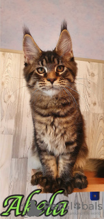 Photo №1. maine coon - for sale in the city of St. Petersburg | 801$ | Announcement № 7646