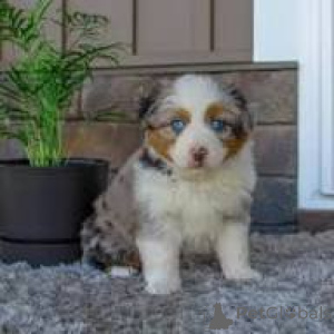 Photo №3. Preciosos cachorros de Pastor Australiano en venta. Spain