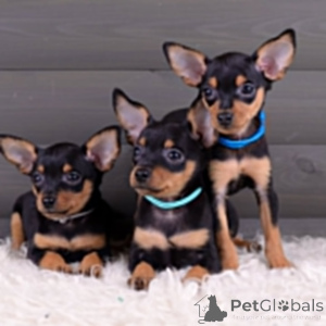 Photo №3. PRAGER RATTLER-WELPEN EXLUSIV Für Die 5-Sterne-Hotellerie. Germany