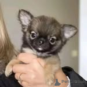 Photo №1. chihuahua - for sale in the city of Cologne | negotiated | Announcement № 152836