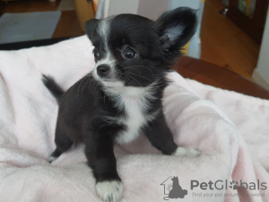 Photo №2 to announcement № 9531 for the sale of chihuahua - buy in Ukraine breeder