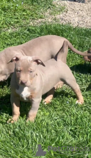 Additional photos: American bully puppies