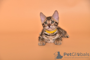 Photo №2 to announcement № 24382 for the sale of bengal cat - buy in Russian Federation breeder