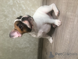 Photo №2 to announcement № 9835 for the sale of french bulldog - buy in Belarus from nursery