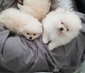 Photo №4. I will sell pomeranian in the city of Lübeck. private announcement - price - 317$