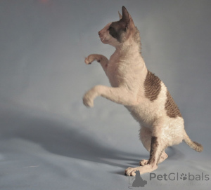Photo №1. cornish rex - for sale in the city of Hercegovačka Goleša | negotiated | Announcement № 173251