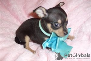 Photo №3. Adorable Chihuahua Puppies for free adoption. Germany