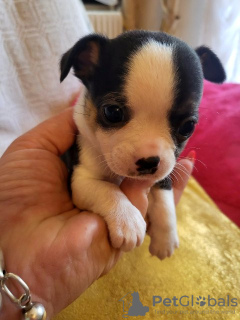 Additional photos: Chihuahua puppies