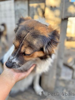 Photo №4. I will sell non-pedigree dogs in the city of Lipetsk. from the shelter - price - Is free