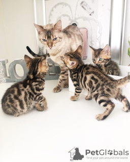 Photo №2 to announcement № 107954 for the sale of bengal cat - buy in Germany private announcement, breeder