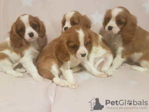 Photo №1. cavalier king charles spaniel - for sale in the city of Нант | 473$ | Announcement № 12292