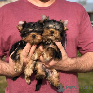 Photo №2 to announcement № 42919 for the sale of yorkshire terrier - buy in Germany private announcement
