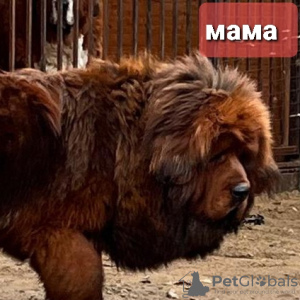 Photo №2 to announcement № 35880 for the sale of tibetan mastiff - buy in Russian Federation private announcement, breeder