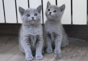 Photo №3. Gorgeous Pedigree Russian Blue Kittens For Sale.. Ireland