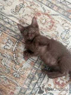 Photo №3. Havana Brown kittens te koop. Netherlands