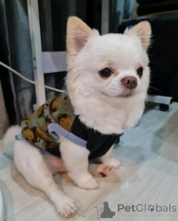 Photo №1. chihuahua - for sale in the city of Baden Baden | negotiated | Announcement № 166385