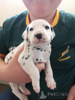 Photo №1. dalmatian dog - for sale in the city of Weiswampach | Is free | Announcement № 169274