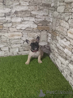 Photo №1. french bulldog - for sale in the city of Sremska Mitrovica | negotiated | Announcement № 143770