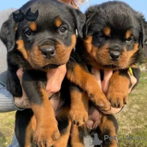 Photo №1. rottweiler - for sale in the city of Gothenburg | 500$ | Announcement № 70360