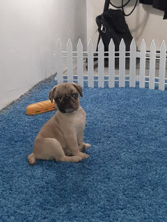 Photo №2 to announcement № 6810 for the sale of pug - buy in Turkey private announcement
