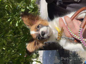 Additional photos: Papillon. Puppy. Female. FCI