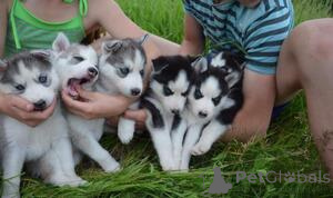 Photo №1. siberian husky - for sale in the city of Berlin | 619$ | Announcement № 160664