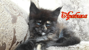 Photo №1. maine coon - for sale in the city of Kemerovo | Negotiated | Announcement № 5435