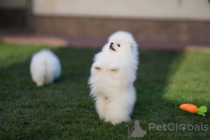 Photo №2 to announcement № 120186 for the sale of pomeranian - buy in Germany private announcement