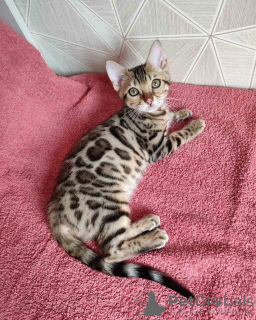Photo №3. bengal cat. Belarus