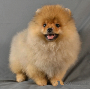 Photo №4. I will sell pomeranian in the city of St. Petersburg. breeder - price - 456$
