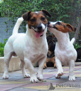 Photo №2 to announcement № 8900 for the sale of jack russell terrier - buy in Russian Federation private announcement