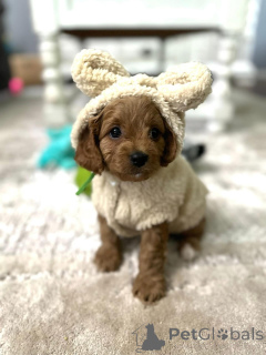 Photo №3. Dean Janet Kay puppies house. United States