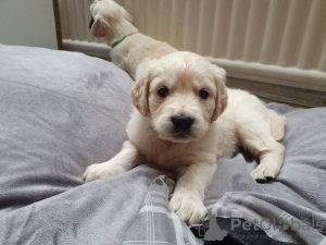 Additional photos: Vaccinated Golden Retriever Puppies available now for sale