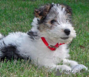 Photo №1. fox terrier - for sale in the city of Affinghausen | 412$ | Announcement № 119036