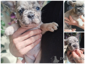 Photo №3. French bulldog.. Belarus