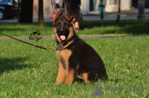 Photo №1. german shepherd - for sale in the city of Kharkov | negotiated | Announcement № 9671
