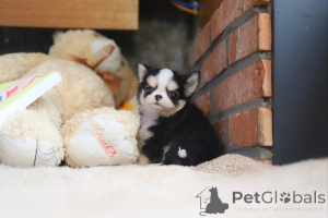 Photo №2 to announcement № 154913 for the sale of chihuahua - buy in United States breeder