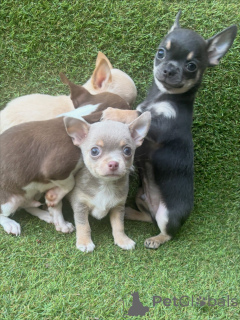 Photo №1. chihuahua - for sale in the city of Munich | negotiated | Announcement № 171248