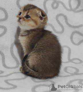 Photo №1. scottish fold - for sale in the city of Krivoy Rog | 293$ | Announcement № 11426