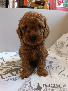Photo №4. I will sell poodle (toy) in the city of Balashikha. breeder - price - 8116$