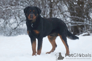 Photo №3. Rottweiler Snickers in good hands. Russian Federation