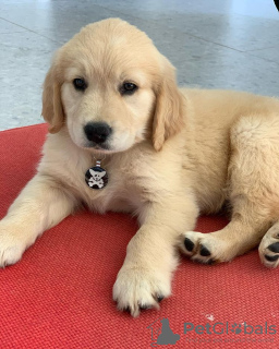 Photo №1. golden retriever - for sale in the city of Jošanička Banja | 317$ | Announcement № 55521