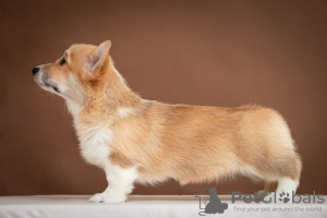 Photo №2 to announcement № 36386 for the sale of welsh corgi - buy in Ukraine from nursery